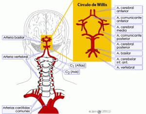 clasificacion de alteraciones neuropsicologicas